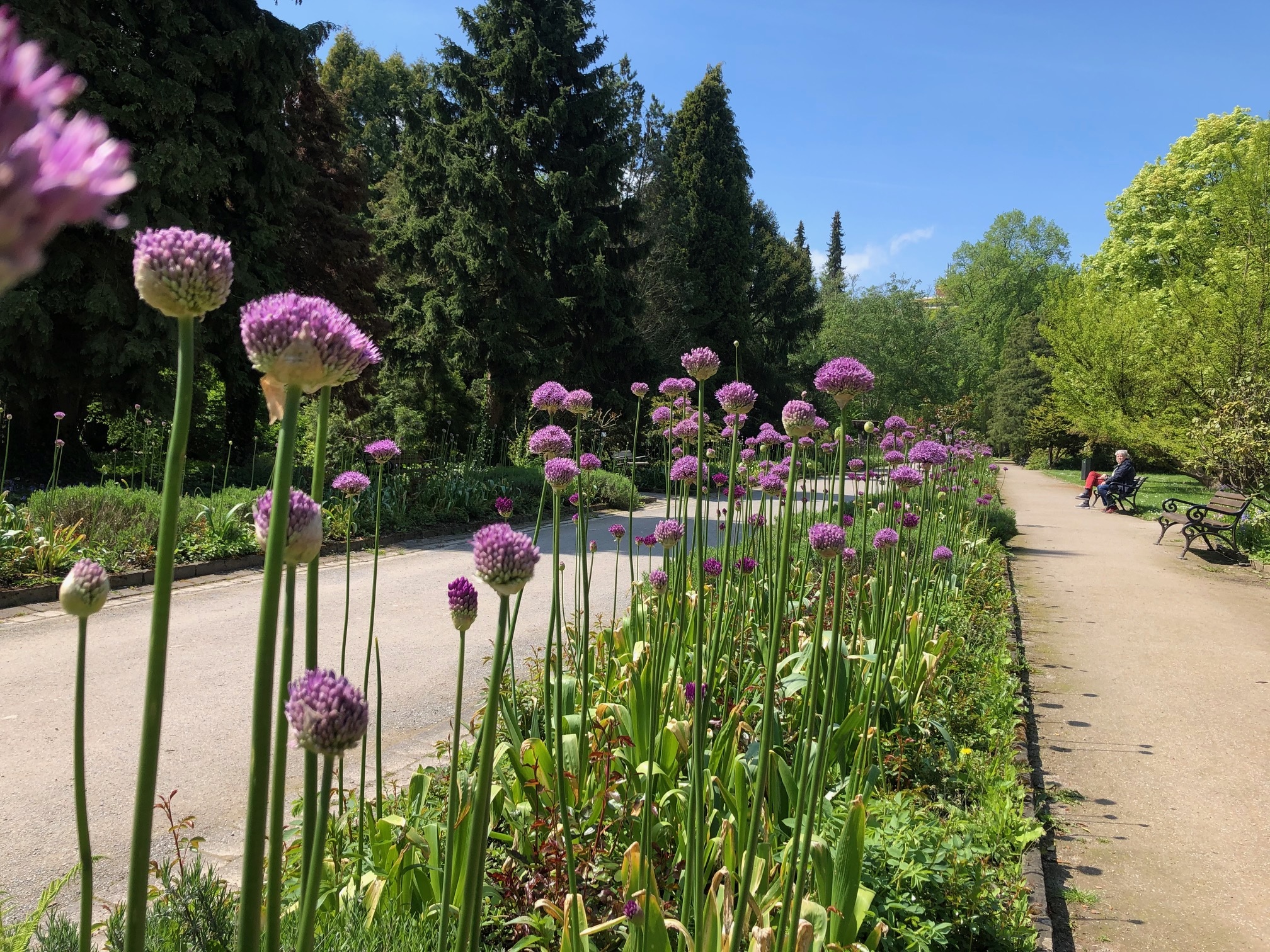 Zierlauchblüte im Botanischen Garten (C) BGR